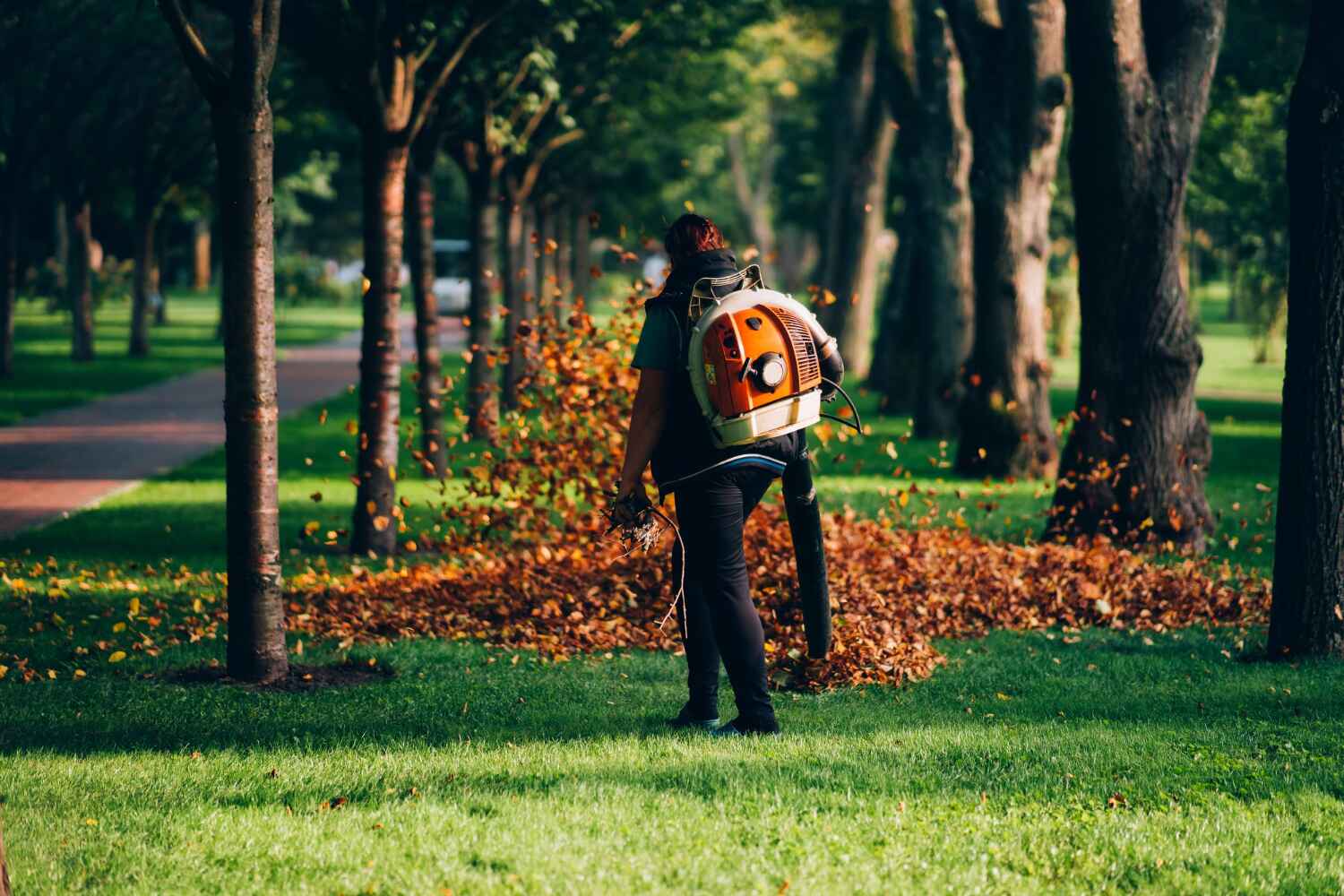 The Steps Involved in Our Tree Care Process in Fair Grove, MO